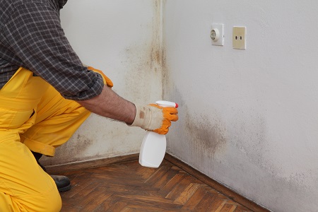 Mold Cleanup Portland OR