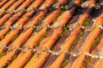 Moss And Lichens Growing On Roof Tiles