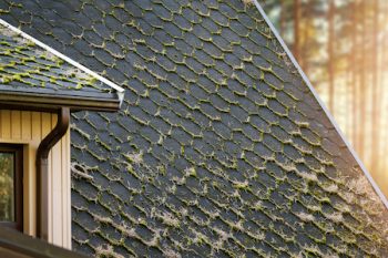 Dirty House Roof Shingles With Moss And Pine Needles