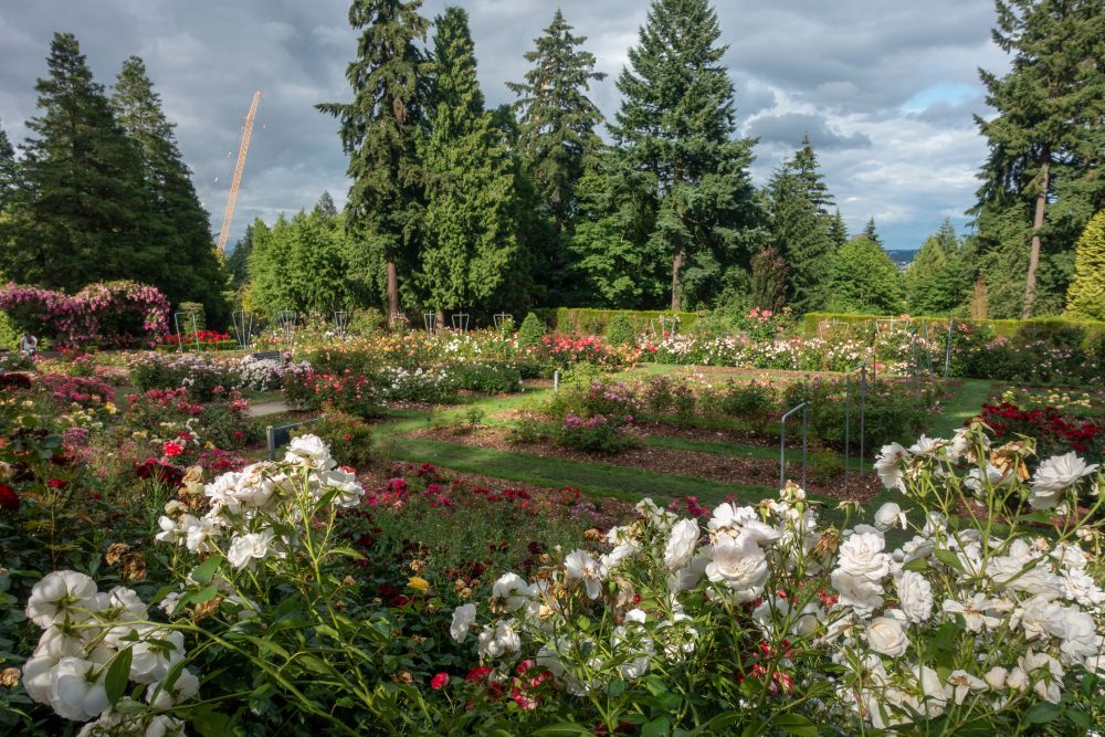 Portland International Rose Garden